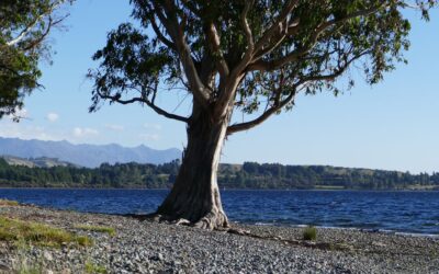 Te Anau – Wanaka