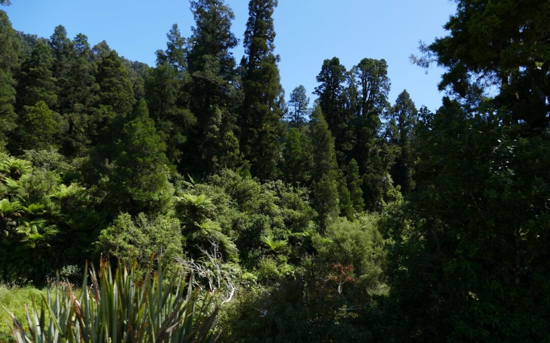 Tongariro – Oparau