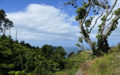 Coromandel