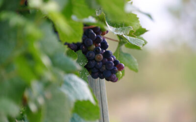 Wasser und Wein